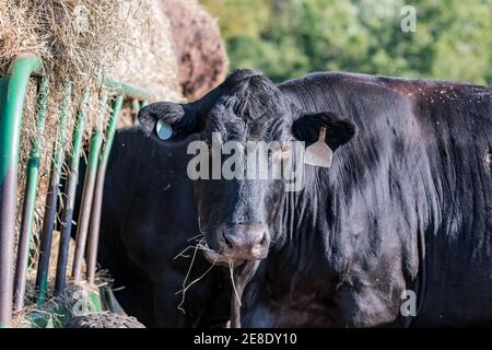 Il Black Angus cow guardando la telecamera mentre in piedi accanto ad un alimentatore di fieno Foto Stock