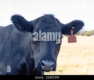 Black Angus mucca guardando la macchina fotografica Foto Stock