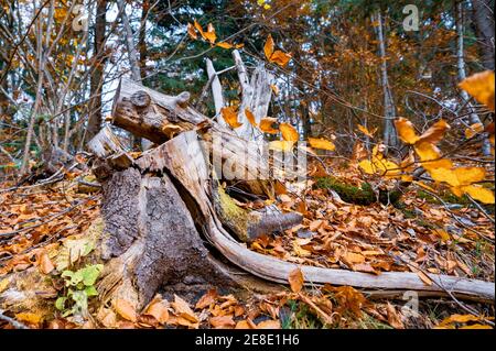 Vecchio moncone marcio spruzzato con foglie cadute multicolore in un autunno fitta foresta e muffa verde Foto Stock