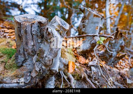 Vecchio moncone marcio spruzzato con foglie cadute multicolore in un autunno fitta foresta e muffa verde Foto Stock