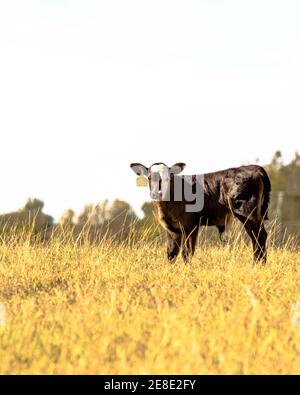 Polpaccio angus nero crossbred in un campo di erba alta - formato verticale Foto Stock