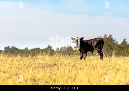 Il Black Angus incroci calf in piedi in un campo di erba alta con la zona vuota a sinistra Foto Stock