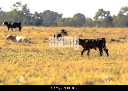 Vitello angus crossbred che cammina in un pascolo marrone con i mandriani sullo sfondo Foto Stock