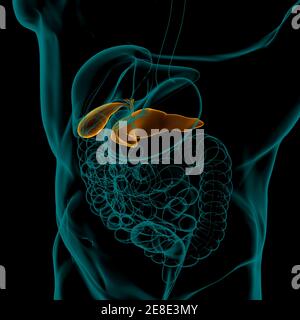 Pancreas Anatomia del sistema digestivo umano per l'illustrazione 3D del concetto medico Foto Stock