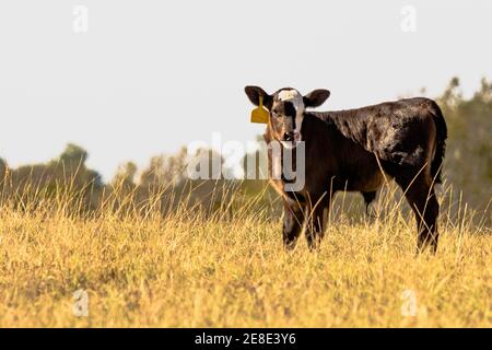 Polpaccio crossbred Angus nero in un campo di alto marrone erba Foto Stock