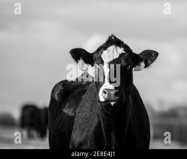 Vacca angus crossbred con le etichette gialle dell'orecchio dal petto up guarda la fotocamera con altre vacche fuori fuoco lo sfondo Foto Stock