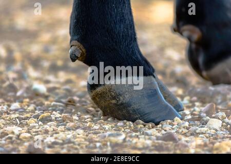 Primo piano di uno zoccolo di una mucca di Angus nera Foto Stock