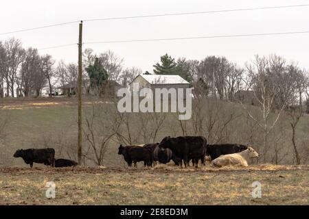 Bovini di manzo in un pascolo in una giornata invernale grigia In Appalachia con un fienile sullo sfondo Foto Stock