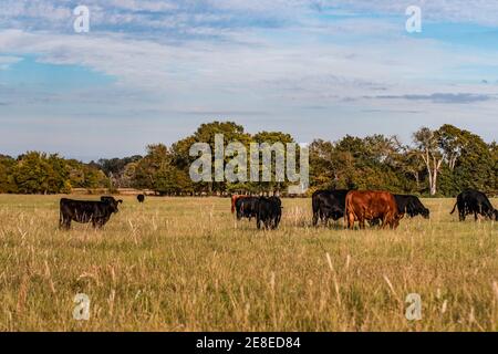 Background agricolo di un allevamento di bovini da carne in un pascolo meridionale nel mese di ottobre. Foto Stock