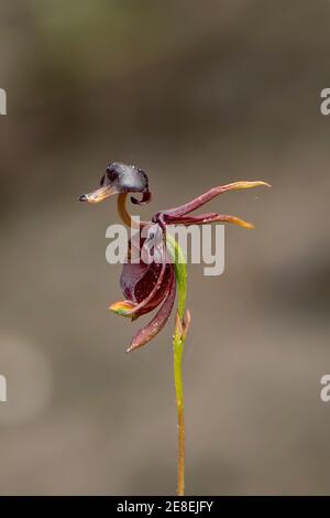 Caleana Major, grande anatra-orchidea Foto Stock