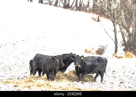 Black Angus bestiame mangiare fieno in un campo innevato in Appalachia Foto Stock