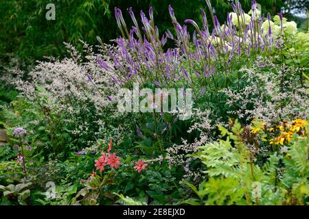 Artemisia lactiflora Guizhou, bianco mugwort, spray di fiori, fiori bianchi, fioritura, steli rosso-marrone, ferny foglie nero-verde, Veronicastrum virginicum Foto Stock