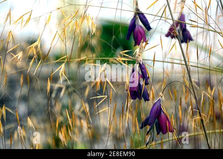 Dierama pulcherrimum Merlin, fiori viola, fiore, perenni, arcate, pendenti, appesi, a forma di campana, angeli canne da pesca, stipa gigantea, gigante piuma gra Foto Stock