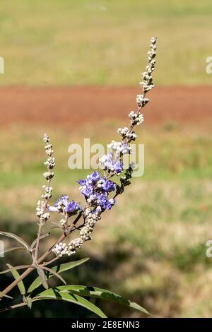 Vitex agnus-castus, albero di caste Foto Stock