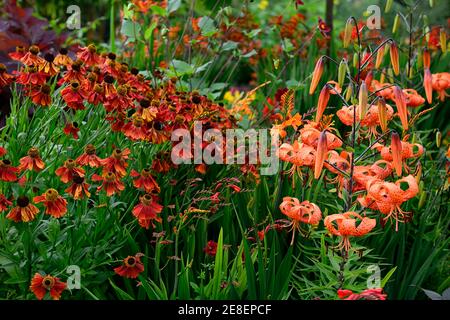 Helenium Moerheim Beauty,lilium lancifolium,arancio,fiore,fiori,fioritura,giardino,piantagione combinazione,mix,misto,letto caldo,bordo caldo,estate nel gar Foto Stock