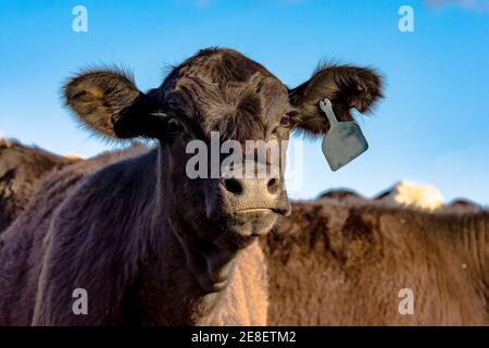 Angus Heifer guardando la fotocamera con sfondo blu cielo Foto Stock