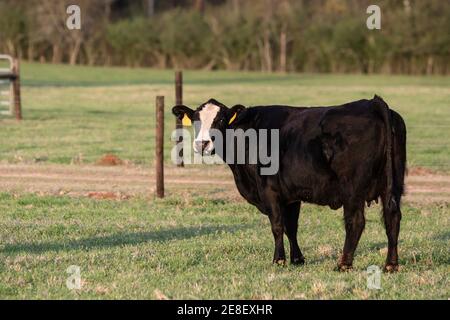 Angus mucca crossbred in piedi in un pascolo primaverile guardando la macchina fotografica con una recinzione ad alta tensione sullo sfondo. Foto Stock