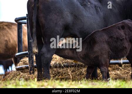 Vitello nero crossbred che allatta la sua madre Foto Stock