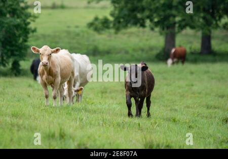 Vitello di manzo nero che cammina verso la macchina fotografica con altri bovini di razza mista in background. Foto Stock