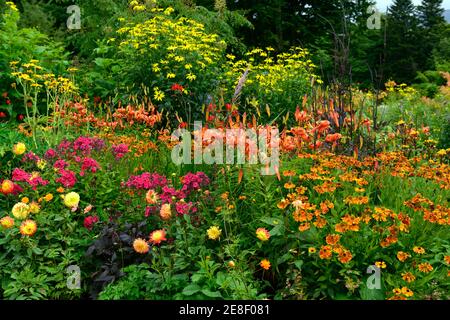 lilium lancifolium tigrinum splendens,crosmia,flox,dahlia,fiori rossi arancioni gialli,giglio arancio tigre,tigre arancio gigli, confine caldo, confini caldi, su Foto Stock