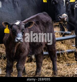 Black Angus crossbred vitello con latte sul viso con madre sullo sfondo Foto Stock