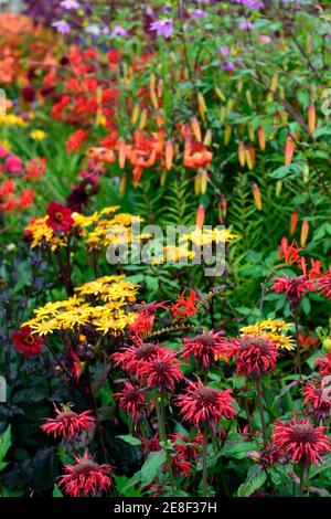 monarda jacob cline,lilium lancifolium tigrinum splendens,ligularia dentata britt marie crawford,crosmia,red fiori giallo arancio, bordo caldo, hot bo Foto Stock