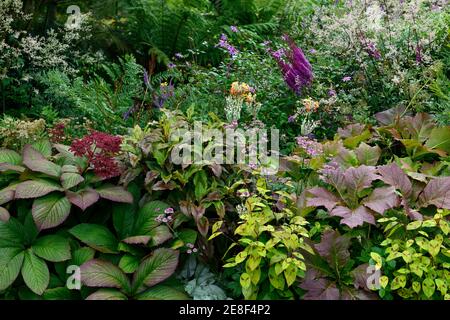Rodgersia pinnata Perthshire Bronze,rodgersia,Artemisia lactiflora Guizhou,persicaria,pulmonaria,astrantia,Astilbe chinensis var tacquetii Purpurlanz,l Foto Stock