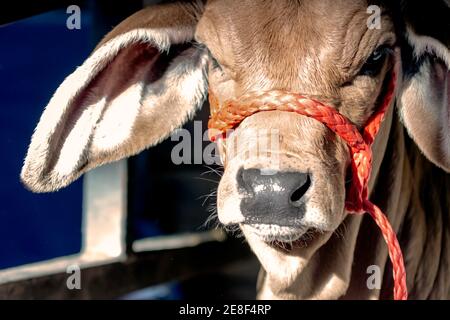 Primo piano di Brahman Heifer vitello faccia con un rosso alter Foto Stock