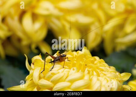 un cricket poggiato su un fiore giallo tropicale Foto Stock