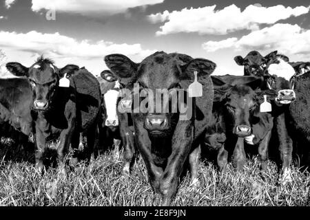 Immagine in primo piano monocromatica di giovenche in un pascolo con nuvole nel cielo Foto Stock