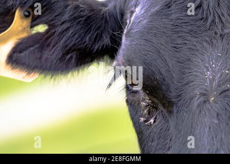 Primo piano di un occhio di vacca Angus con mosche facciali Foto Stock