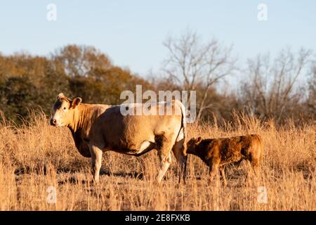 Mucca di manzo e vitello di razza mista commerciale in alto dormiente pascolo invernale con alberi sullo sfondo Foto Stock