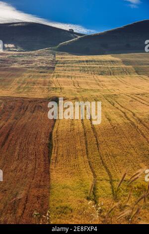 Tra Puglia e Basilicata. Paesaggio collinare con cereali immaturi, ITALIA. Campagna rurale con case coloniche circondate da campi di grano. Foto Stock