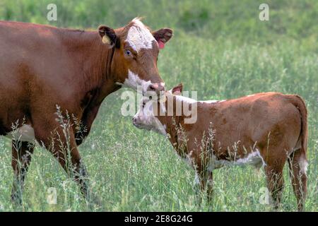 Mucca crossbred e vitello in piedi in un pascolo estivo Foto Stock