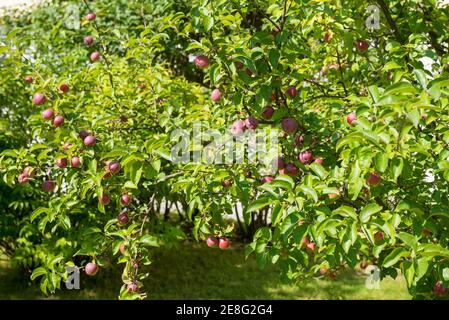 Frutteto di mele con mele rosse. Mele rosse colorate sull'albero pronte per essere raccolte Foto Stock