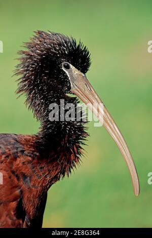 Ritratto di un Ibis lucido (Plegadis falcinellus) crogiolarsi al sole, Sudafrica Foto Stock