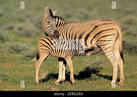 Una zebra pianeggiante (Equus burchelli) mare con foal, Parco Nazionale Etosha, Namibia Foto Stock