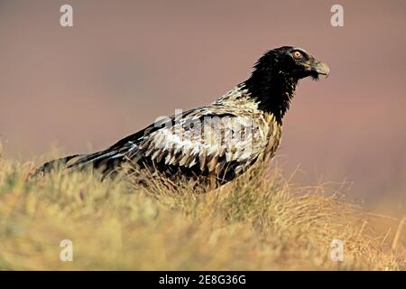 Avvoltoio porticato immaturo in pericolo (Gypaetus barbatus) appollaiato a terra, in Sudafrica Foto Stock