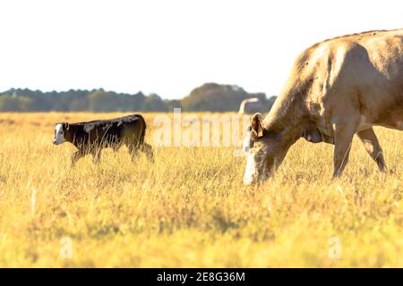 La mucca di cova e il suo vitello angus crossbred in un pascolo marrone, siccità-stricked Foto Stock