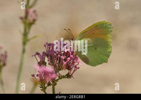 La farfalla Cleopatra, Gonepteryx cleopatra sorseggiando nettare a Gard, Francia Foto Stock