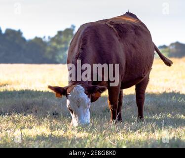 Mucca rossa e bianca di razza crossbred che pascolano in un dormiente colpito dalla siccità pascolo Foto Stock