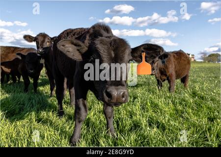 Curioso nero Angus Heifer guardando nella fotocamera in un lussureggiante pascolo verde e cielo blu con nubi soffici Foto Stock