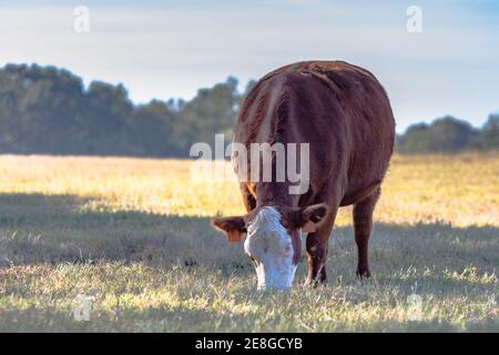 Mucca crossbred che pascolano in un pascolo di siccità-Stricked Foto Stock