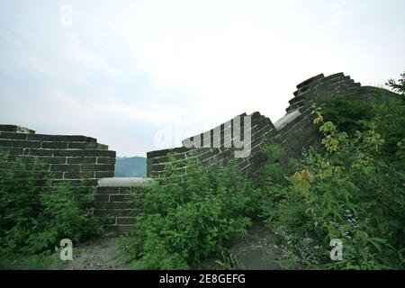 Bothriochloa Tongkuangyu l ecosistema originale la Grande Muraglia della Cina Foto Stock