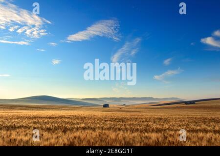 Tra Puglia e Basilicata: Campo di grano all'alba, ITALIA. Paese collinare: Sullo sfondo casali abbandonati. Foto Stock