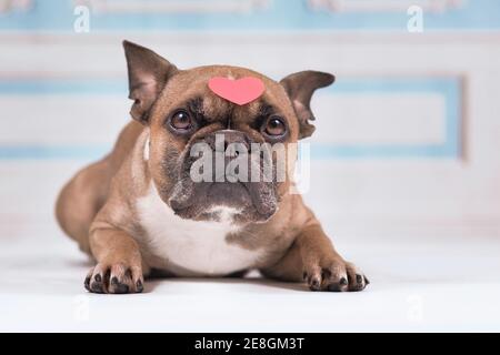 Fawn francese Bulldog cane con cuore rosa sulla testa guardando con occhi grandi Foto Stock