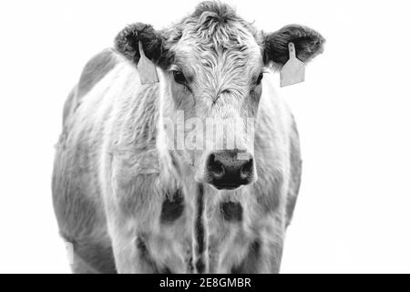 Immagine in bianco e nero di una mucca Foto Stock