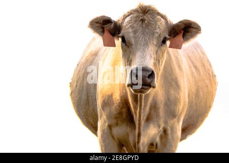 Testa di vista di una vacca di manzo commerciale bianca incinta - isolare Foto Stock