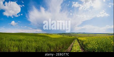 Strada sporca attraverso la primavera colza giallo fioritura campi vista panoramica, cielo blu con nuvole e sole. Naturale stagionale, bel tempo, clima, Foto Stock