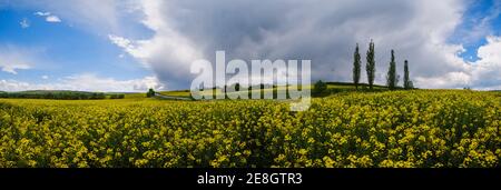 Strada attraverso la primavera colza giallo fioritura campi vista panoramica, cielo blu con nuvole e sole. Naturale stagionale, bel tempo, clima, eco, f Foto Stock